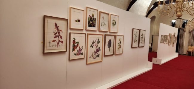 exhibition display botanical framed collection